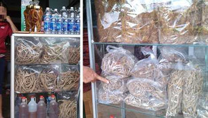 Sự thật về nhân sâm bày bán tràn lan ở thị trường