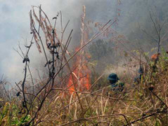 Lửa thiêu rụi nhiều ha rừng trên núi Hàm Rồng, 'đe doạ' trạm thu phát sóng