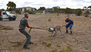 Phì cười pha giải cứu kangaroo mắc đầu vào xô sắt