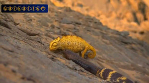 Tắc kè hoa bại trận dưới nọc độc của rắn