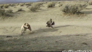 Đại bàng nổi điên, tấn công dã man động vật lớn