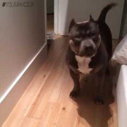 Hài hước chó thông minh biết bày tỏ thái độ