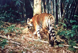 Phát hiện chấn động ở Tuyên Quang: Đàn hổ hoang dã sống cạnh dân