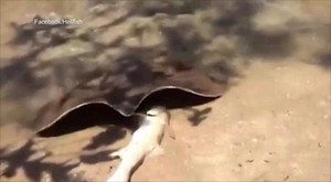 Video: Cá đuối gai độc mò lên bờ trộm cá của người