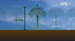 Hà Nội trồng mới cây gì trên vỉa hè?