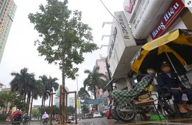 Hà Nội khẳng định cây trên phố Nguyễn Chí Thanh là vàng tâm