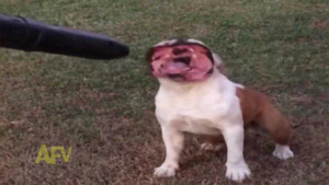 Clip chú chó khoái trá khi mặt bị biến dạng hài vỡ bụng