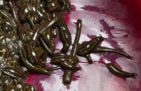 Thực hư tin có đỉa trong bụng người do ăn bánh kẹo Trung Quốc