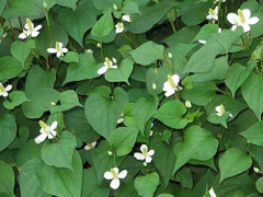 Tuyệt chiêu làm trắng da đơn giản với rau diếp cá