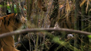 Kinh hoàng cảnh hổ hạ gục gấu lớn