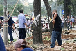 Thanh tra Chính phủ vào cuộc vụ chặt hạ, thay thế 6.700 cây xanh ở Hà Nội