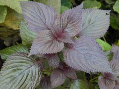 Đánh bay mụn thịt đơn giản bằng lá tía tô