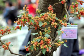 Chiêm ngưỡng cây dâu tằm giá 100 triệu đồng ở Hà Nội