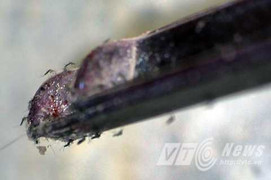 Rùng mình cảnh muỗi dày đặc 'tấn công' nhà dân giữa lòng Hà Nội