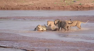 Hỗn chiến kinh hoàng giữa cá sấu và 3 con sư tử khát máu