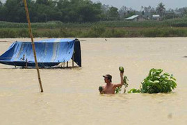 Lũ về bất ngờ, nông dân Quảng Nam trắng tay