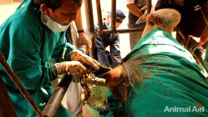 Video: Rùng mình phẫu thuật mổ bụng bò lấy ra được 20kg túi nhựa