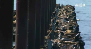 Clip: Hàng nghìn con hải cẩu chen chúc trên bờ biển