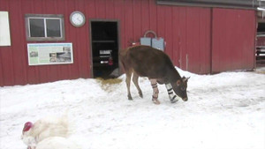 Clip: Bò hai chân tập đi bằng chân giả