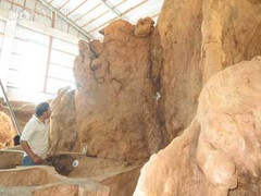 Kinh ngạc bộ rễ cây ‘cổ phật’ 30 tấn ở Sóc Trăng