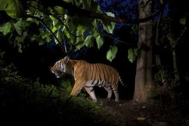 Phát hiện hổ ở Tuyên Quang: Hổ cướp xác voọc trước mắt thợ săn