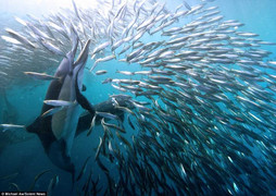 Trố mắt xem cá mập, cá heo, cá voi thưởng thức 'bữa tiệc' 9 triệu con cá mòi