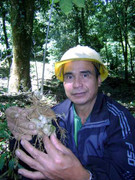 1.000 tấn sâm Ngọc Linh: Giấc mơ giá 2 tỷ USD trên đỉnh núi