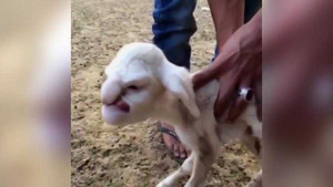 Kỳ lạ con cừu có mặt giống người