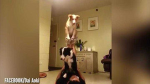 Hài hước chó kết hợp biểu diễn xiếc điệu nghệ