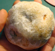 Bí ẩn loài nấm đắt như vàng ròng trên dãy Hoàng Liên Sơn