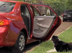 Đi ôtô trộm chó