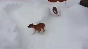 Phì cười chú chó chơi khăm đồng loại