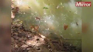 Thót tim xem người đàn ông 'trêu' rắn khổng lồ