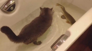 Phì cười mèo nhảy vào nước chơi với cá