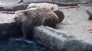 Gấu cứu quạ khỏi chết đuối làm lay động mọi trái tim