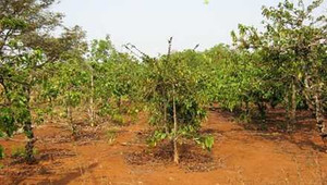 Hãi hùng vụ gã hàng xóm hiếp dâm bé gái 9 tuổi