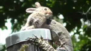 Clip: Kỳ nhông nuốt chửng thỏ