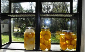 Học cách làm chanh muối chữa bệnh cho cả nhà