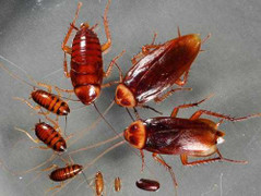 Cách đuổi mọi loại côn trùng có trong nhà tắm