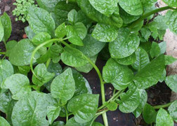 Mối nguy hại từ rau mồng tơi đối với sức khỏe