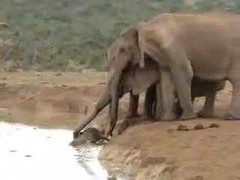 Cảm động cảnh voi mẹ cứu voi con khỏi chết đuối