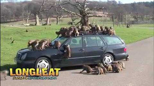 Khỉ tinh nghịch lung tung quần áo của du khách