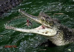 Bà mẹ dũng cảm quyết chiến với cá sấu để cứu con