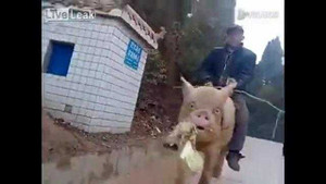 Clip cưỡi lợn đi làm khiến dân mạng xôn xao