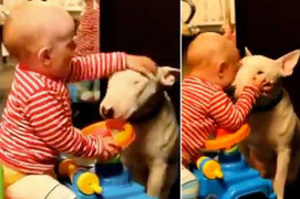 Em bé tát, cào cấu vào mặt con chó khiến người xem rụng tim