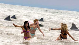 Cá mập lên bờ tấn công du khách ở bãi biển