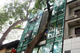 Hà Nội chi tiền 'khủng' để cắt tỉa cây xà cừ