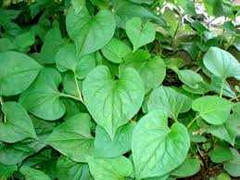 Công dụng kỳ diệu của rau diếp cá