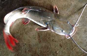 Clip: Bắt được cặp cá lăng đuôi đỏ nặng gần 40 kg