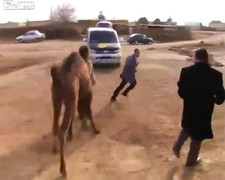 Clip: Lạc đà phá đám cuộc phỏng vấn